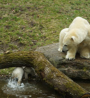 da wurde eines der Eisbärenbabys beim spielen auch schon mal nass im Wassergraben (©Foto: Martin Schmitz)